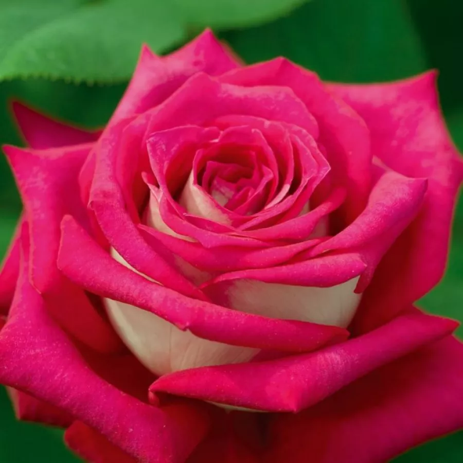 Rose Ibridi di Tea - Rosa - Monica Bellucci® - Produzione e vendita on line di rose da giardino