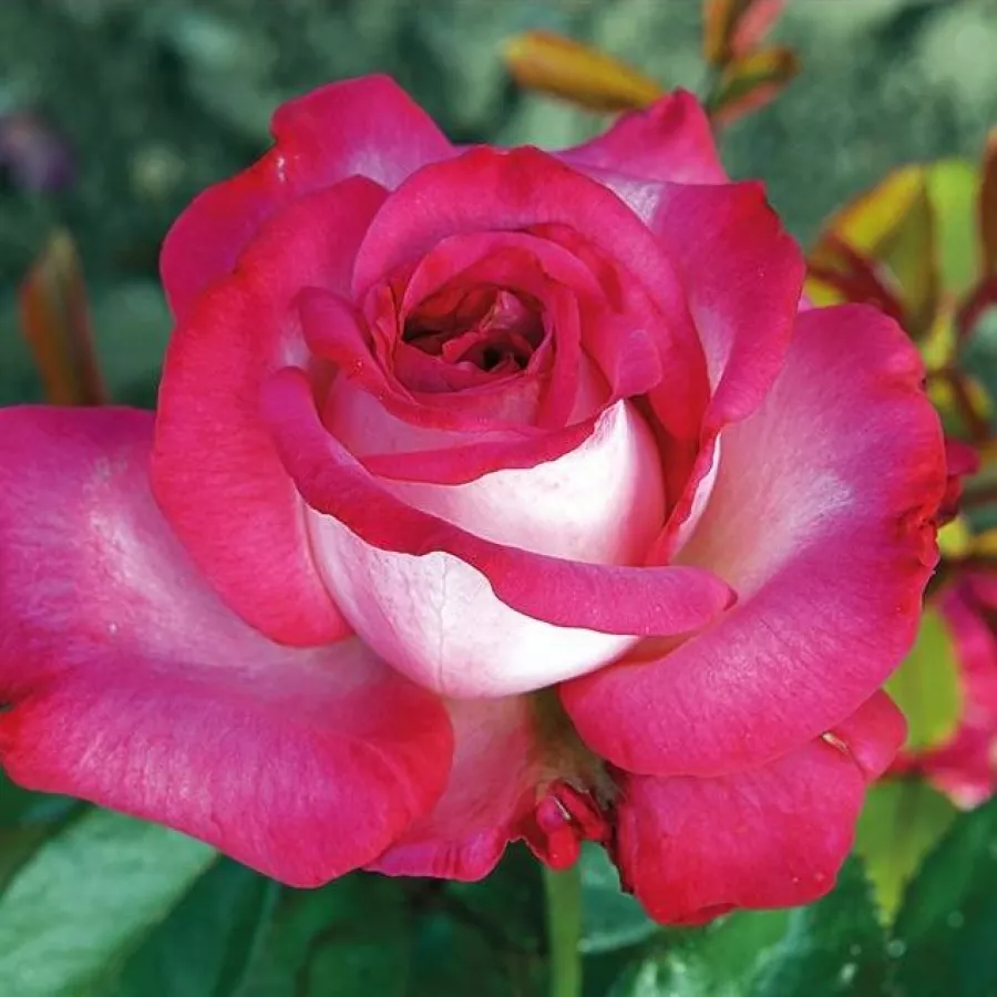 Roz - Trandafiri - Monica Bellucci® - Trandafiri online