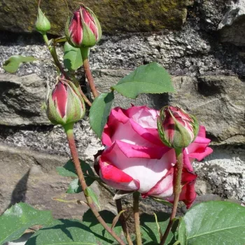 Rosa Monica Bellucci® - roz - Trandafiri hibrizi Tea