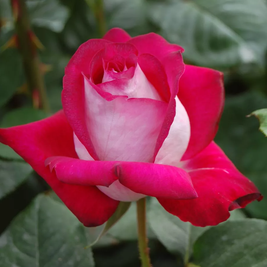 Teahibrid virágú - magastörzsű rózsafa - Rózsa - Monica Bellucci® - Kertészeti webáruház