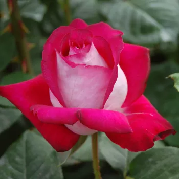 Rosa Monica Bellucci® - rosa - Árbol de Rosas Híbrido de Té - rosal de pie alto- forma de corona de tallo recto