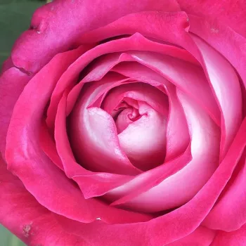 Rosa Monica Bellucci® - rosa de fragancia intensa - Árbol de Rosas Híbrido de Té - rosal de pie alto - rosa - Alain Meilland- forma de corona de tallo recto - Rosal de árbol con forma de flor típico de las rosas de corte clásico.