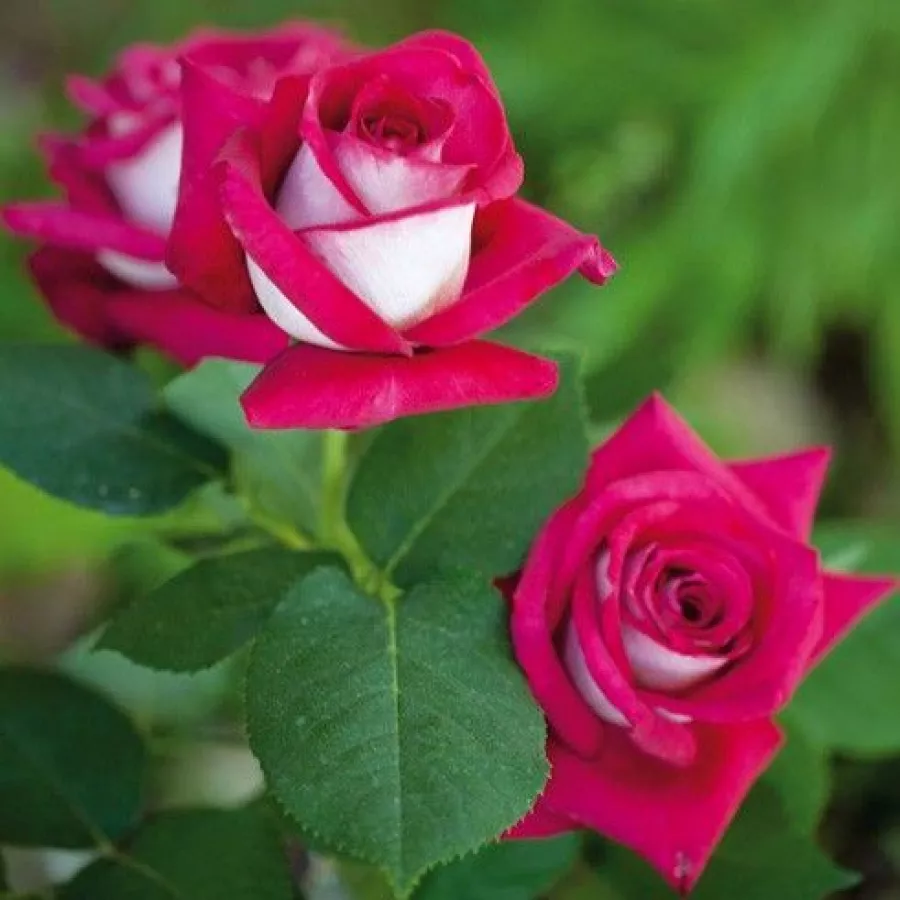 Plină, densă - Trandafiri - Monica Bellucci® - comanda trandafiri online
