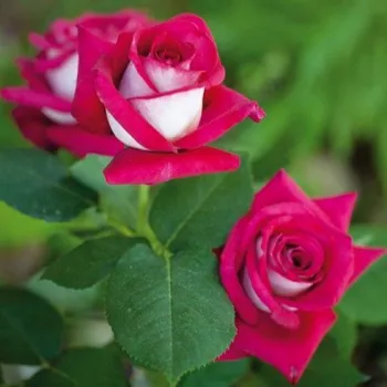 Rózsaszín - krémszínű  sziromfonák - teahibrid rózsa   (80-100 cm)