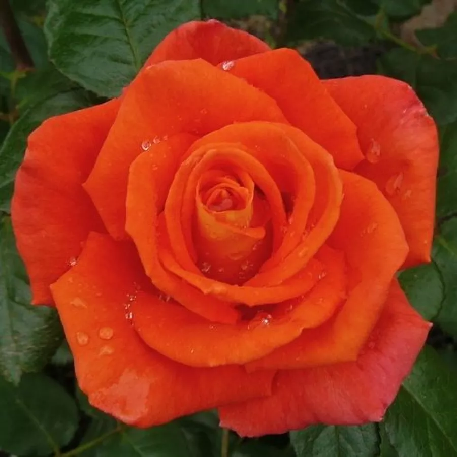 Pomarańczowy - Róża - Monica® - 