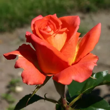 Rosa Monica® - naranja - árbol de rosas híbrido de té – rosal de pie alto
