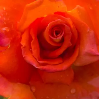 Rosa Monica® - rosa de fragancia discreta - Árbol de Rosas Híbrido de Té - rosal de pie alto - naranja - Mathias Tantau, Jr.- forma de corona de tallo recto - Rosal de árbol con forma de flor típico de las rosas de corte clásico.