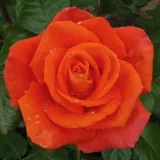 Trandafiri hibrizi Tea - trandafir cu parfum discret - comanda trandafiri online - Rosa Monica® - portocale