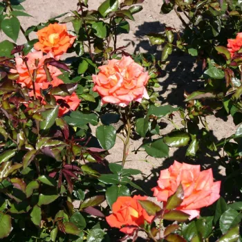 Narančasta - žuta poleđina latica - hibridna čajevka - ruža diskretnog mirisa - slatka aroma