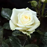 Fehér - törpe - mini rózsa - Online rózsa vásárlás - Rosa Moonlight Lady™ - diszkrét illatú rózsa - alma aromájú