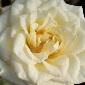 Rózsa kertészet - fehér - törpe - mini rózsa - Moonlight Lady™ - diszkrét illatú rózsa - alma aromájú - (20-40 cm)