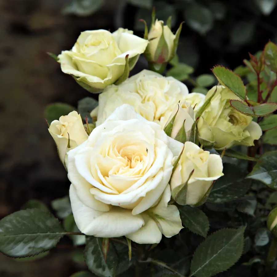 Biały - Róża - Moonlight Lady™ - Szkółka Róż Rozaria