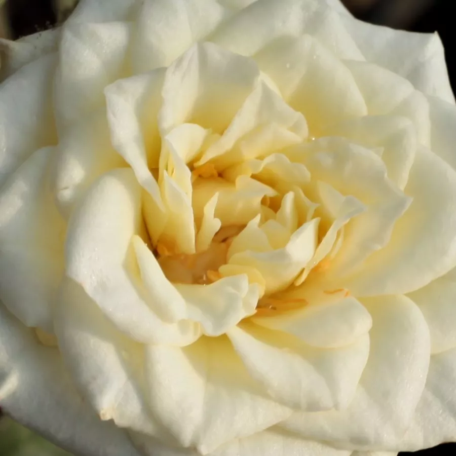 Miniature - Rosa - Moonlight Lady™ - Produzione e vendita on line di rose da giardino
