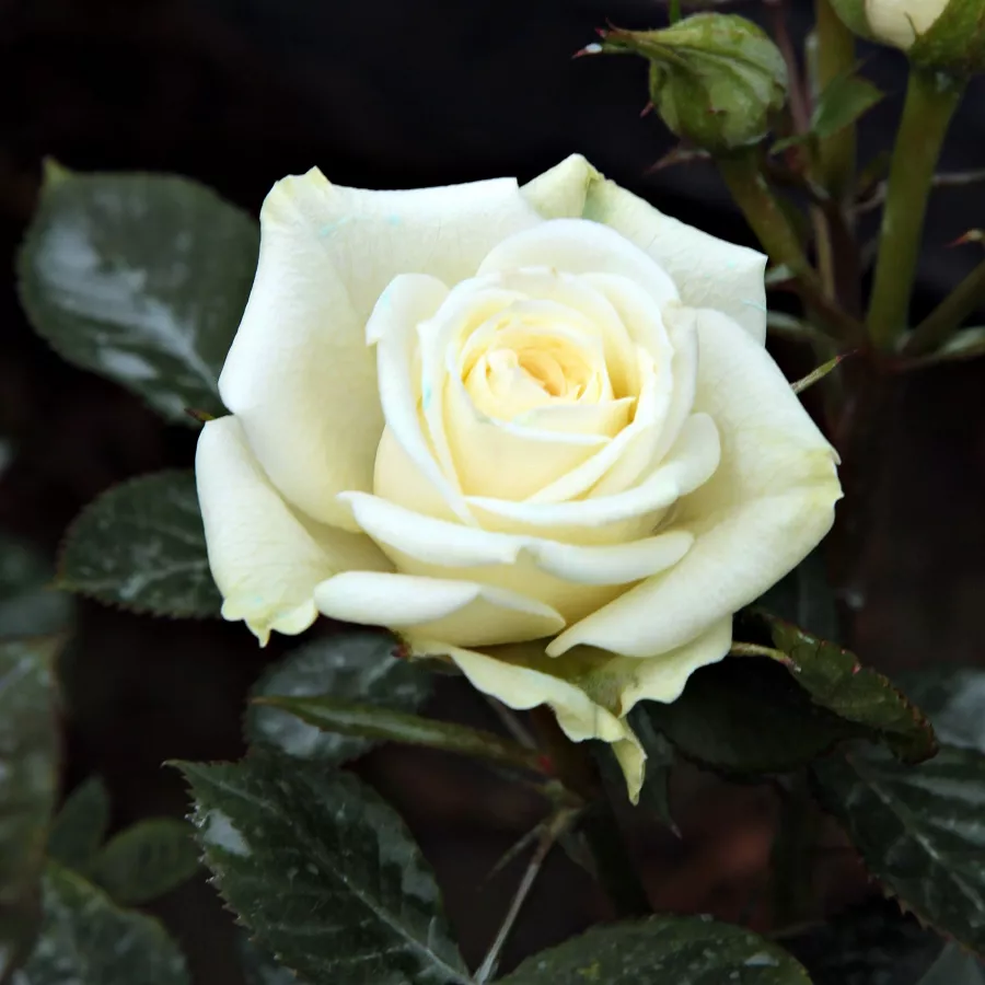 Biały - Róża - Moonlight Lady™ - 