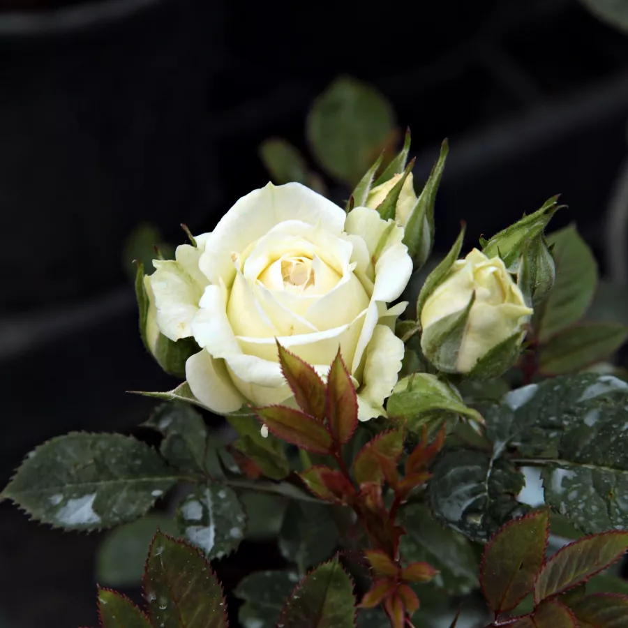Róża pienna - Róże pienne - z drobnymi kwiatami - Róża - Moonlight Lady™ - 