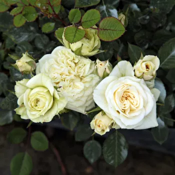 Kremowo-biały, z kremowo różowym środkiem - róża pienna - Róże pienne - z drobnymi kwiatami
