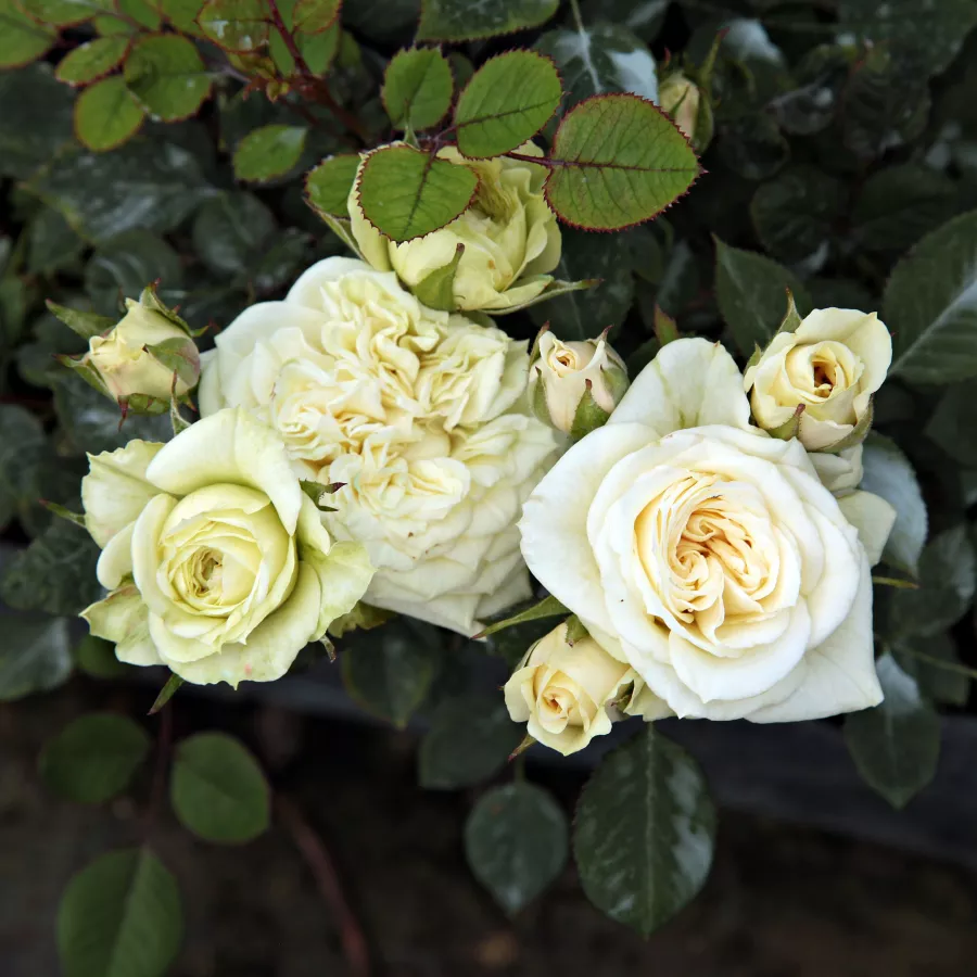 Plină, densă - Trandafiri - Moonlight Lady™ - comanda trandafiri online