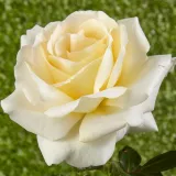 Sárga - virágágyi floribunda rózsa - Online rózsa vásárlás - Rosa Moonsprite - intenzív illatú rózsa - fahéj aromájú