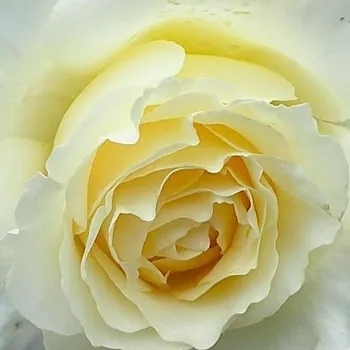 Online rózsa vásárlás - sárga - virágágyi floribunda rózsa - Moonsprite - intenzív illatú rózsa - fahéj aromájú - (80-100 cm)