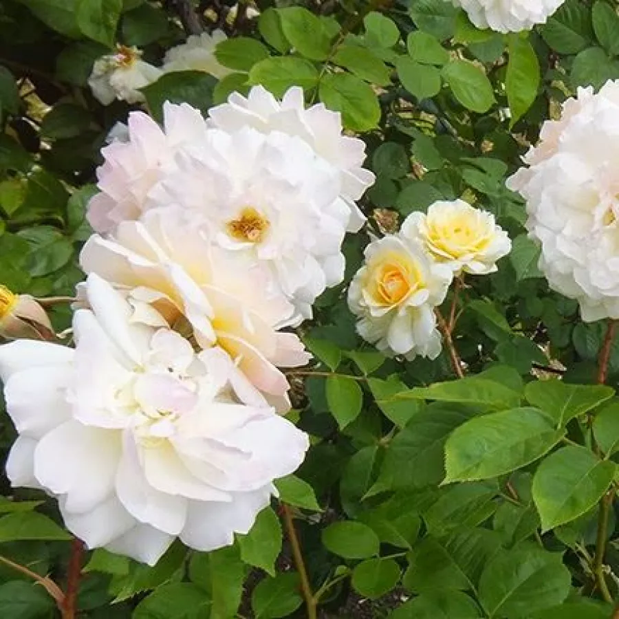Giallo - Rosa - Moonsprite - Produzione e vendita on line di rose da giardino