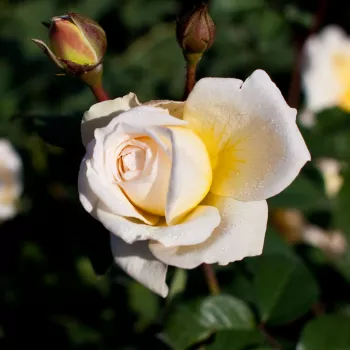 Rosa Moonsprite - sárga - virágágyi floribunda rózsa