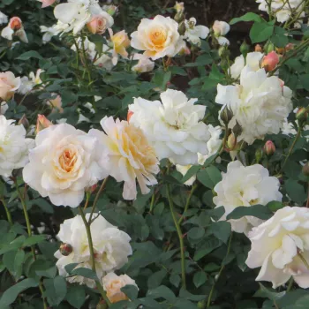 Biela so žltým nádychom - stromčekové ruže - Stromkové ruže, kvety kvitnú v skupinkách