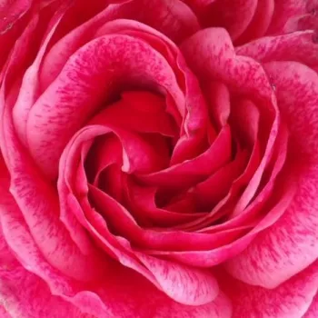 Online rózsa kertészet - rózsaszín - virágágyi floribunda rózsa - Morden Ruby™ - diszkrét illatú rózsa - gyümölcsös aromájú - (90-120 cm)