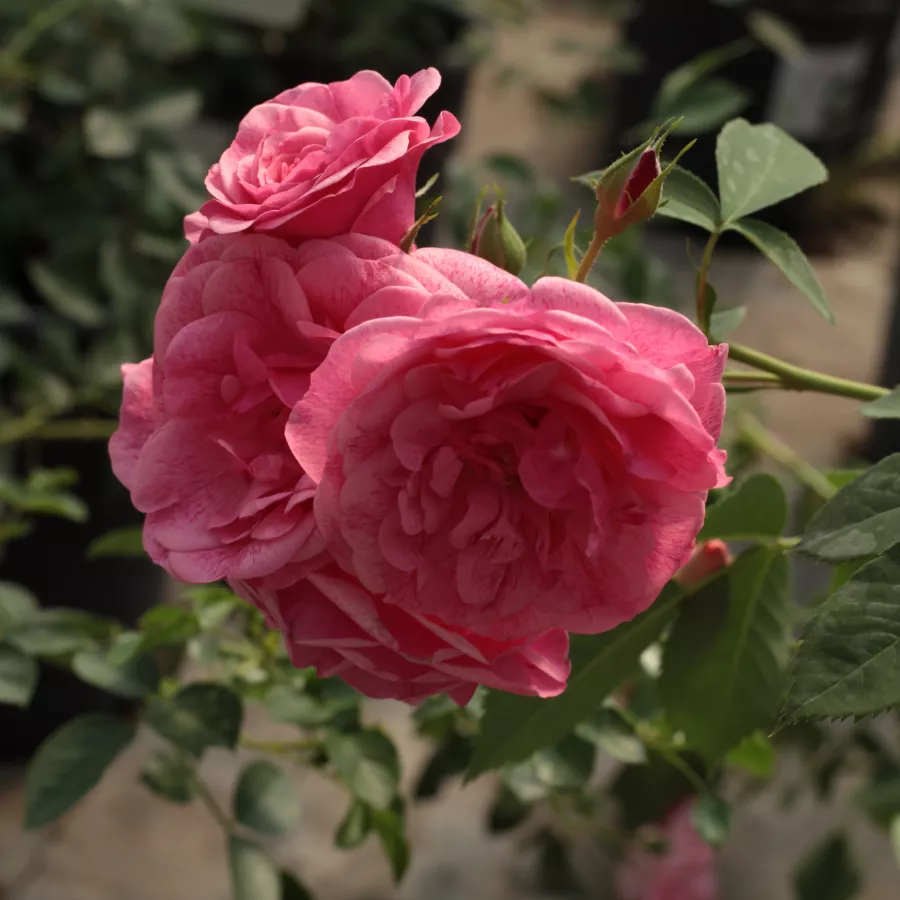 Różowy - Róża - Morden Ruby™ - Szkółka Róż Rozaria