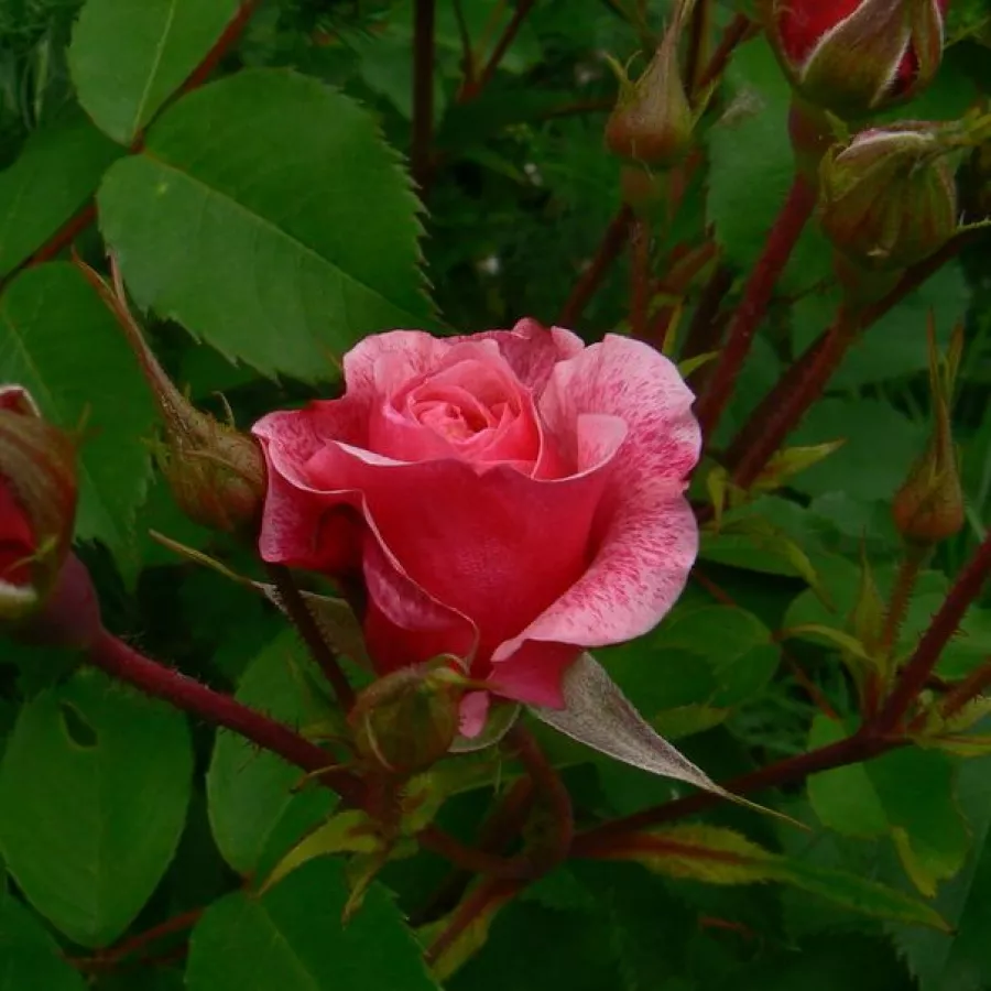 Diszkrét illatú rózsa - Rózsa - Morden Ruby™ - Online rózsa rendelés