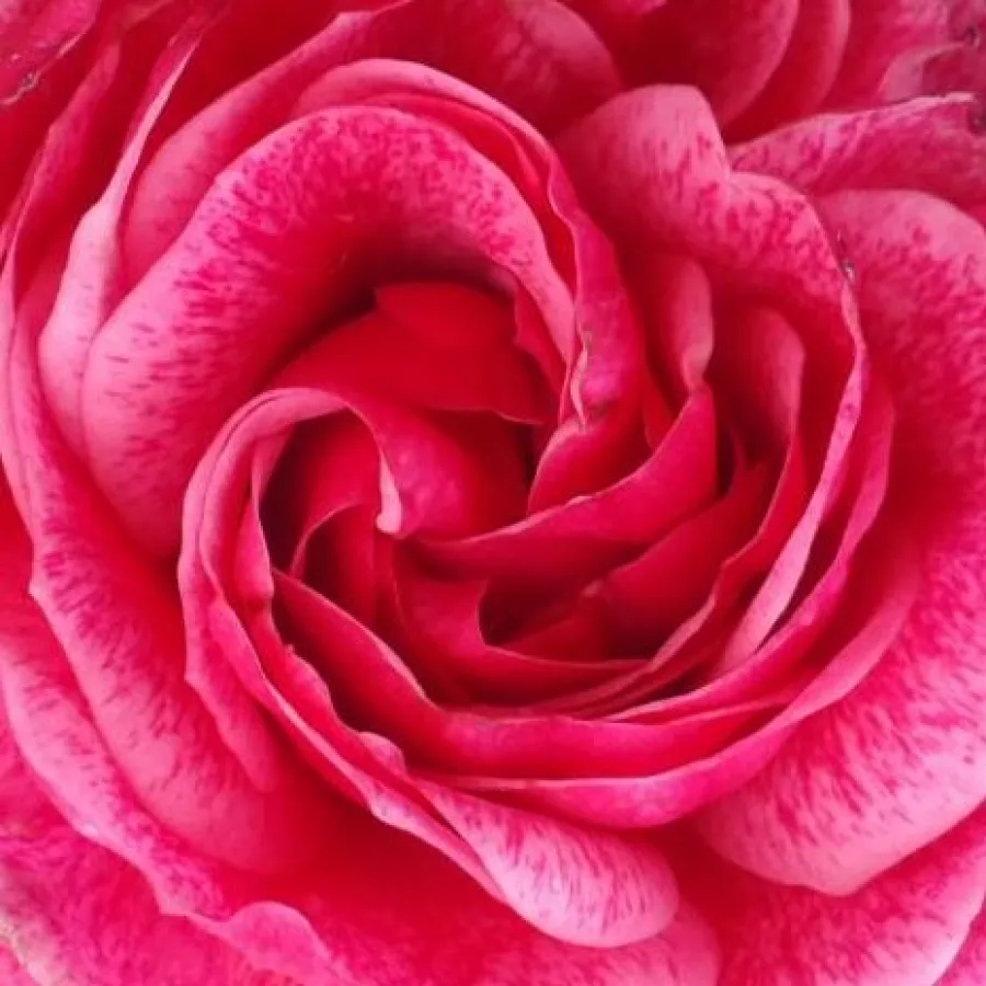 Floribunda, Shrub - Trandafiri - Morden Ruby™ - Trandafiri online