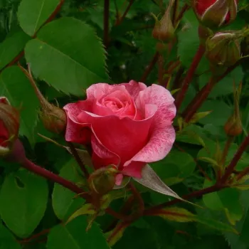 Rosa Morden Ruby™ - rózsaszín - angolrózsa virágú- magastörzsű rózsafa
