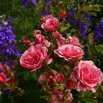 Różowy  - róże rabatowe grandiflora - floribunda   (90-120 cm)