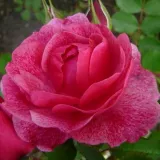 Záhonová ruža - floribunda - ružová - Rosa Morden Ruby™ - mierna vôňa ruží - sad
