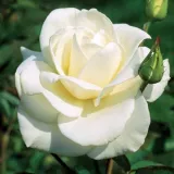 Fehér - virágágyi grandiflora - floribunda rózsa - Online rózsa vásárlás - Rosa Mount Shasta - közepesen illatos rózsa - pézsma aromájú