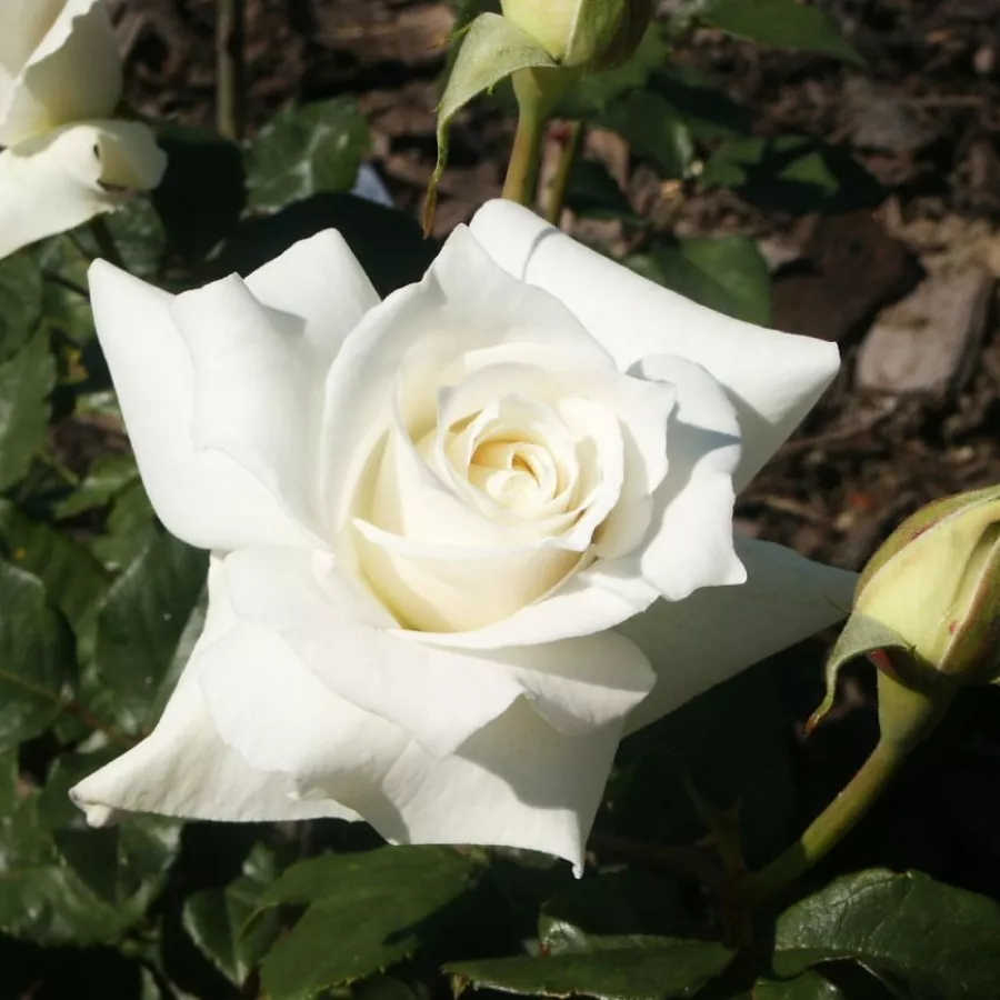 Biały - Róża - Mount Shasta - Szkółka Róż Rozaria