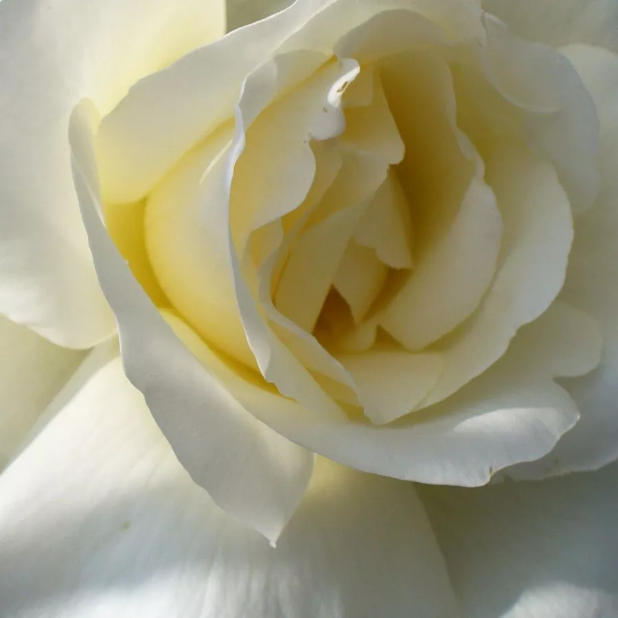 Grandiflora - Floribunda, Hybrid Tea - Rosa - Mount Shasta - Comprar rosales online