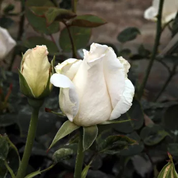 Rosa Mount Shasta - blanco - árbol de rosas de flores en grupo - rosal de pie alto