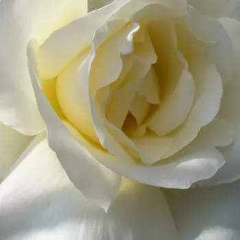 Růže online bazar - Grandiflora - bílá - Mount Shasta - středně intenzivní
