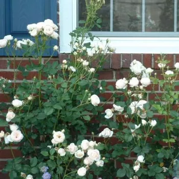 Balts - dārza lielziedu (grandiflora) - floribundroze  - mēreni smaržojoša roze - ar muskusa aromātu