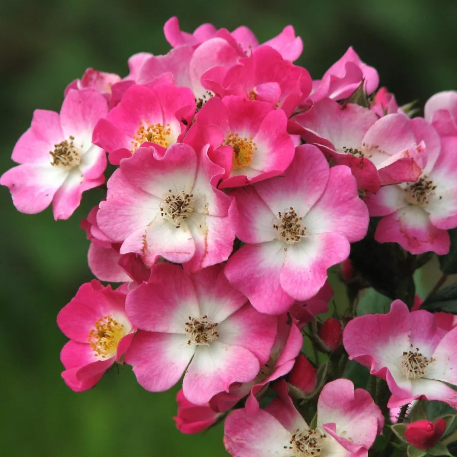 Różowo-biały - Róża - Mozart - róże sklep internetowy