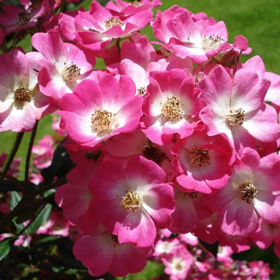 Róża parkowa - Róża - Mozart - sadzonki róż sklep internetowy - online