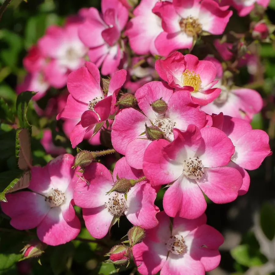 Rózsaszín - fehér - Rózsa - Mozart - online rózsa vásárlás