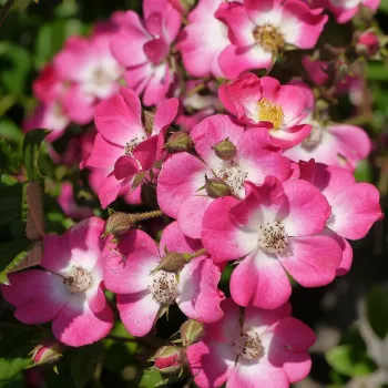 Rosa Mozart - rózsaszín - fehér - parkrózsa