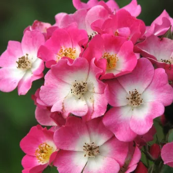 Online rózsa kertészet - rózsaszín - fehér - parkrózsa - diszkrét illatú rózsa - citrom aromájú - Mozart - (80-150 cm)