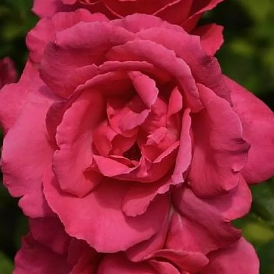 Róża wielkokwiatowa - Hybrid Tea - Róża - Mullard Jubilee™ - Szkółka Róż Rozaria