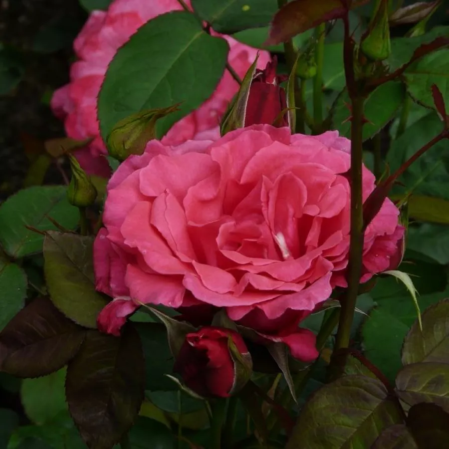 Rózsaszín - Rózsa - Mullard Jubilee™ - Online rózsa rendelés