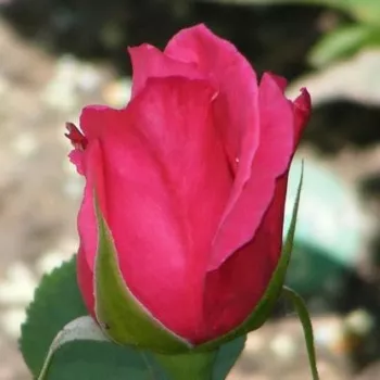 Rosa Mullard Jubilee™ - roz - trandafiri pomisor - Trandafir copac cu trunchi înalt – cu flori teahibrid