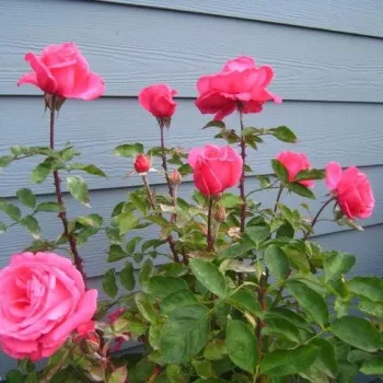 Rosa oscuro - árbol de rosas híbrido de té – rosal de pie alto - rosa de fragancia moderadamente intensa - especia