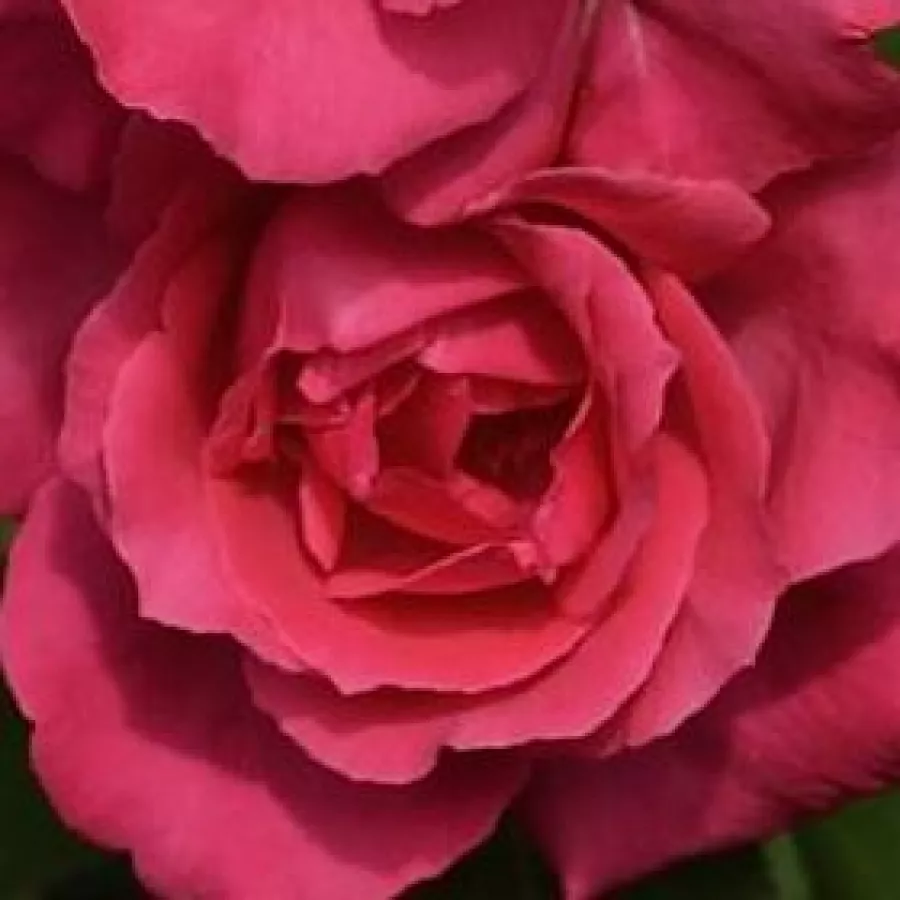 Samostatný - Ruža - Mullard Jubilee™ - 