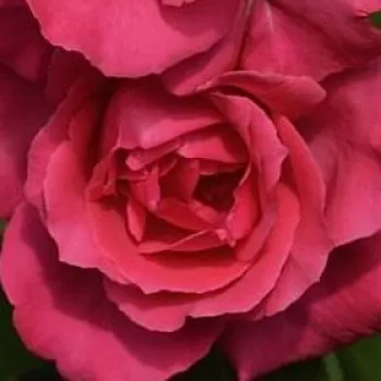 Rosa Mullard Jubilee™ - rosa de fragancia medio intensa - Árbol de Rosas Híbrido de Té - rosal de pie alto - rosa - Samuel Darragh McGredy IV.- forma de corona de tallo recto - Rosal de árbol con forma de flor típico de las rosas de corte clásico.